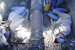 gas main repair with cofferdam